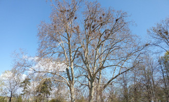 platany s hniezdami.jpg